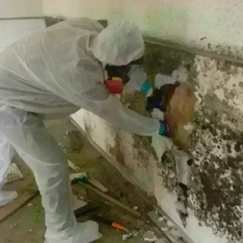 Mold Remediation and Removal in Sedgwick, KS